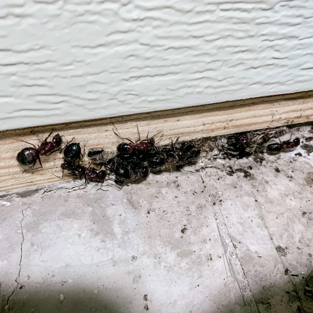 Termites vs Carpenter Ants in High Point, NC
