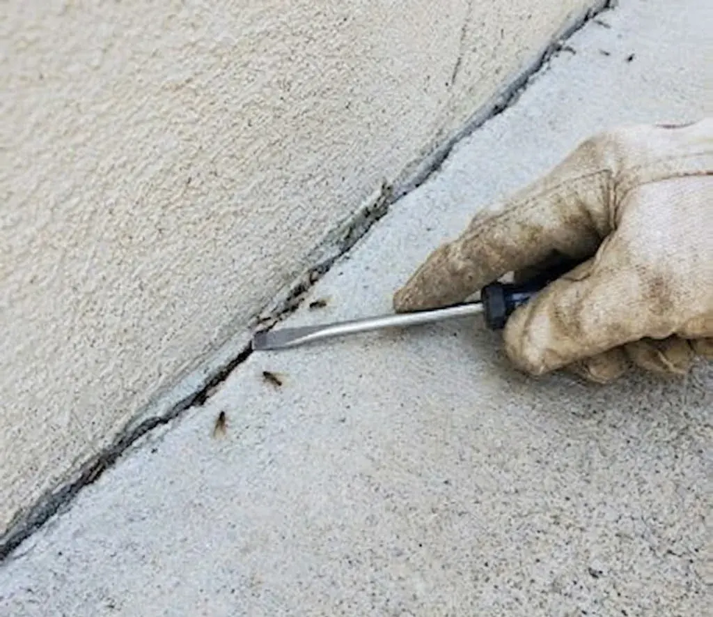 Termite control services in High Point, NC