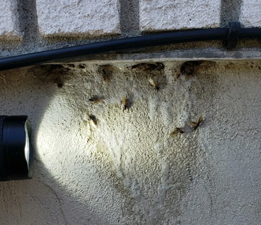 Termite Swarmers Indoors termite inspection in High Point, NC